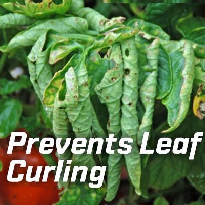 Premium Epsom Salt for Plants