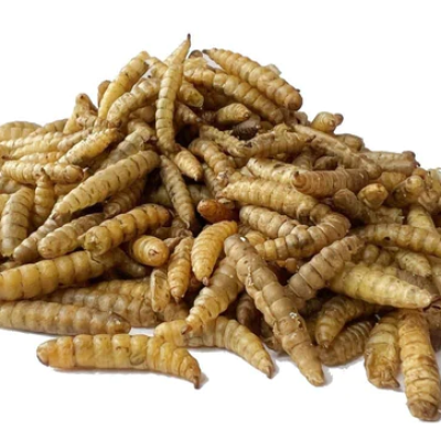 Dried Puffed Black Soldier Fly Larvae (BSF)